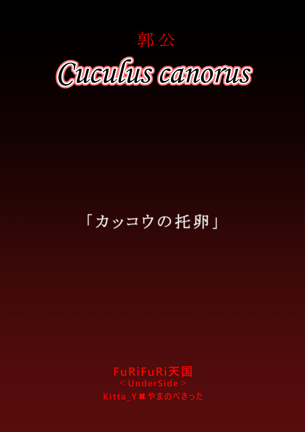 Cuculus canorus - Page 59