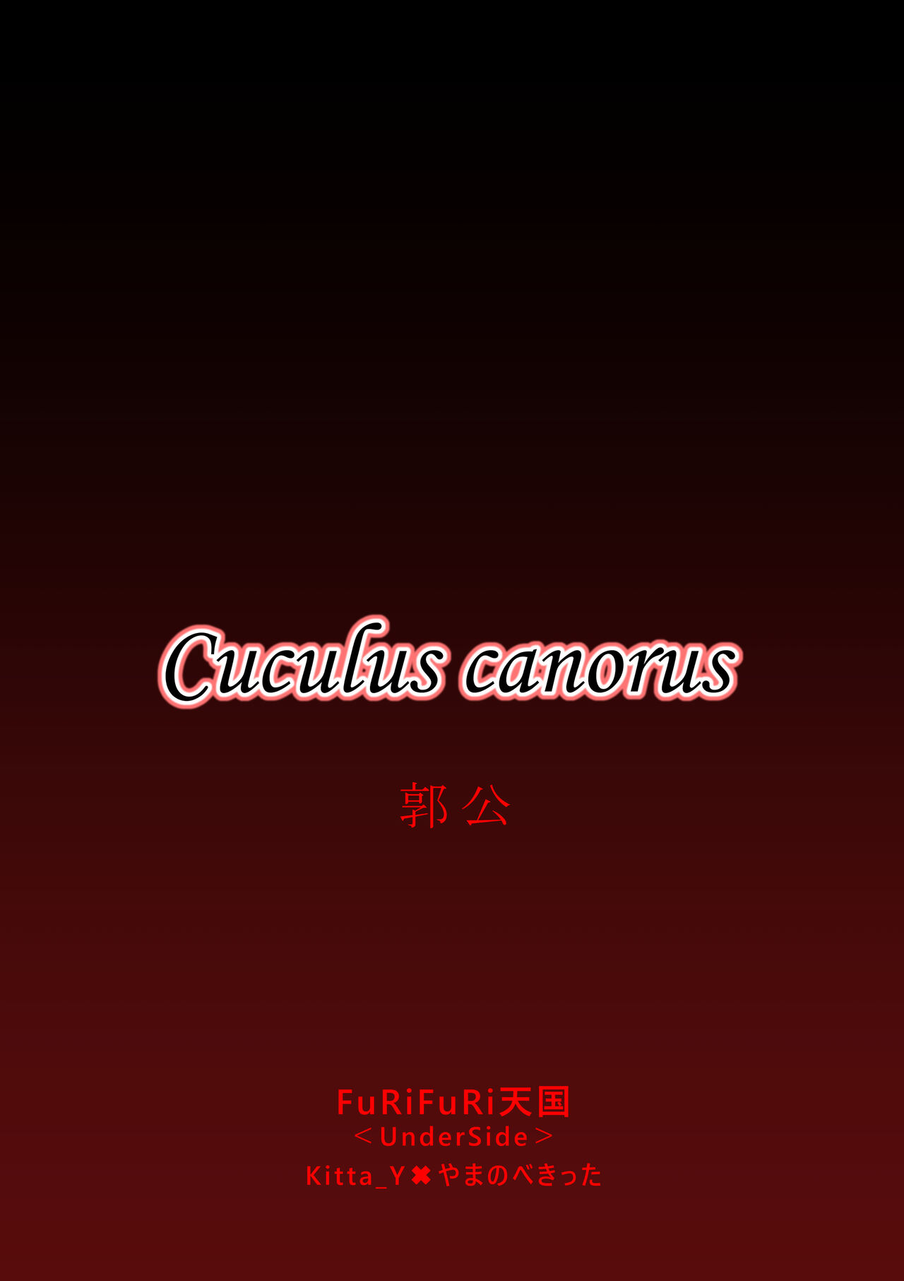 Cuculus canorus - Page 33